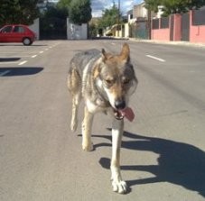 DOUBAYH DE LA BLACKWOLFDOG CIE